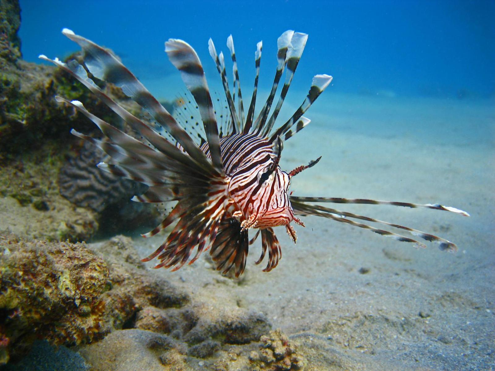 Oonas Dive Club Hotel Sharm el-Sheikh Bagian luar foto
